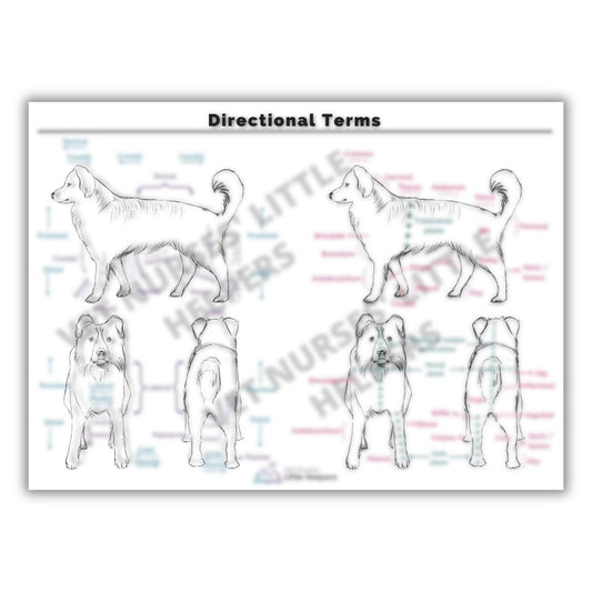 Directional Terms Poster - Vet Nurses Little Helpers