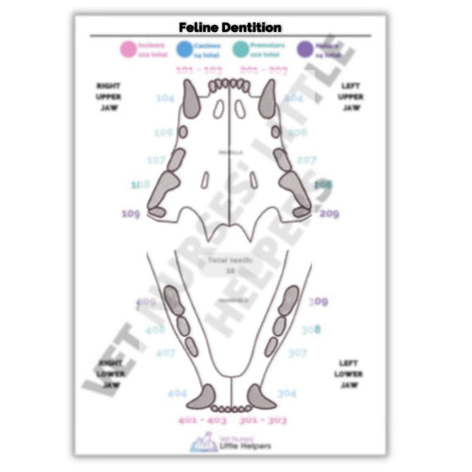 Feline Dentition Poster - Vet Nurses Little Helpers