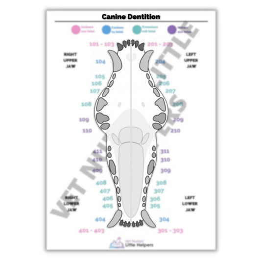 Canine Dentition Poster - Vet Nurses Little Helpers