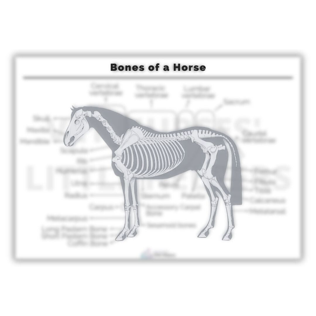 The Skeletal Posters Bundle - Vet Nurses Little Helpers