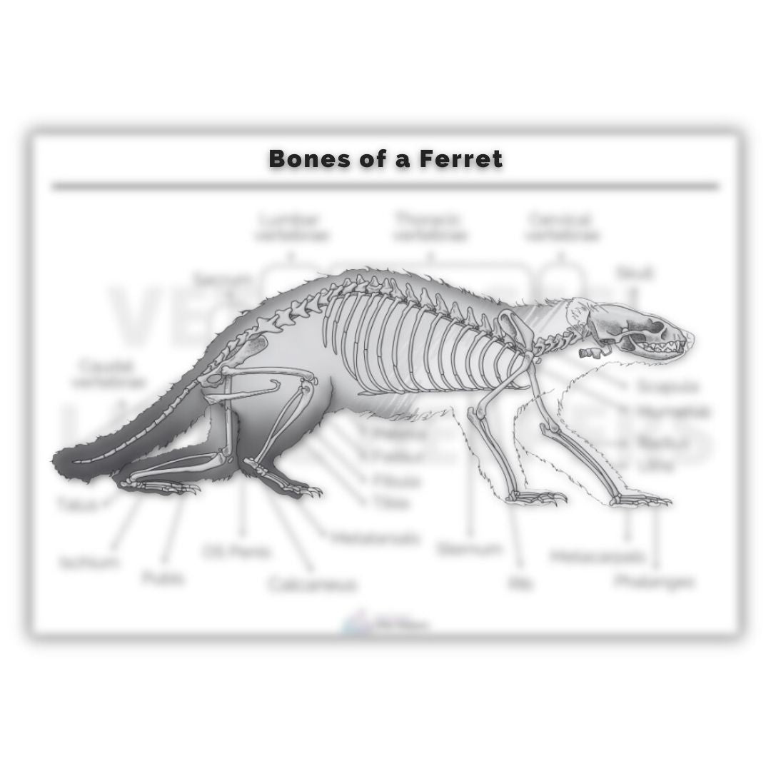 Bones of a Ferret Poster - Vet Nurses Little Helpers