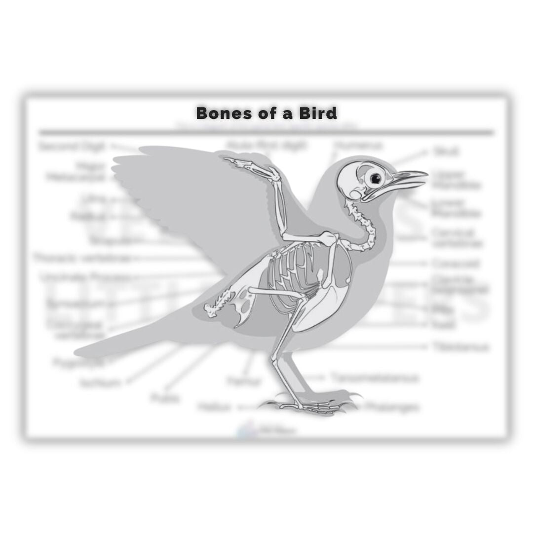 The Skeletal Posters Bundle - Vet Nurses Little Helpers