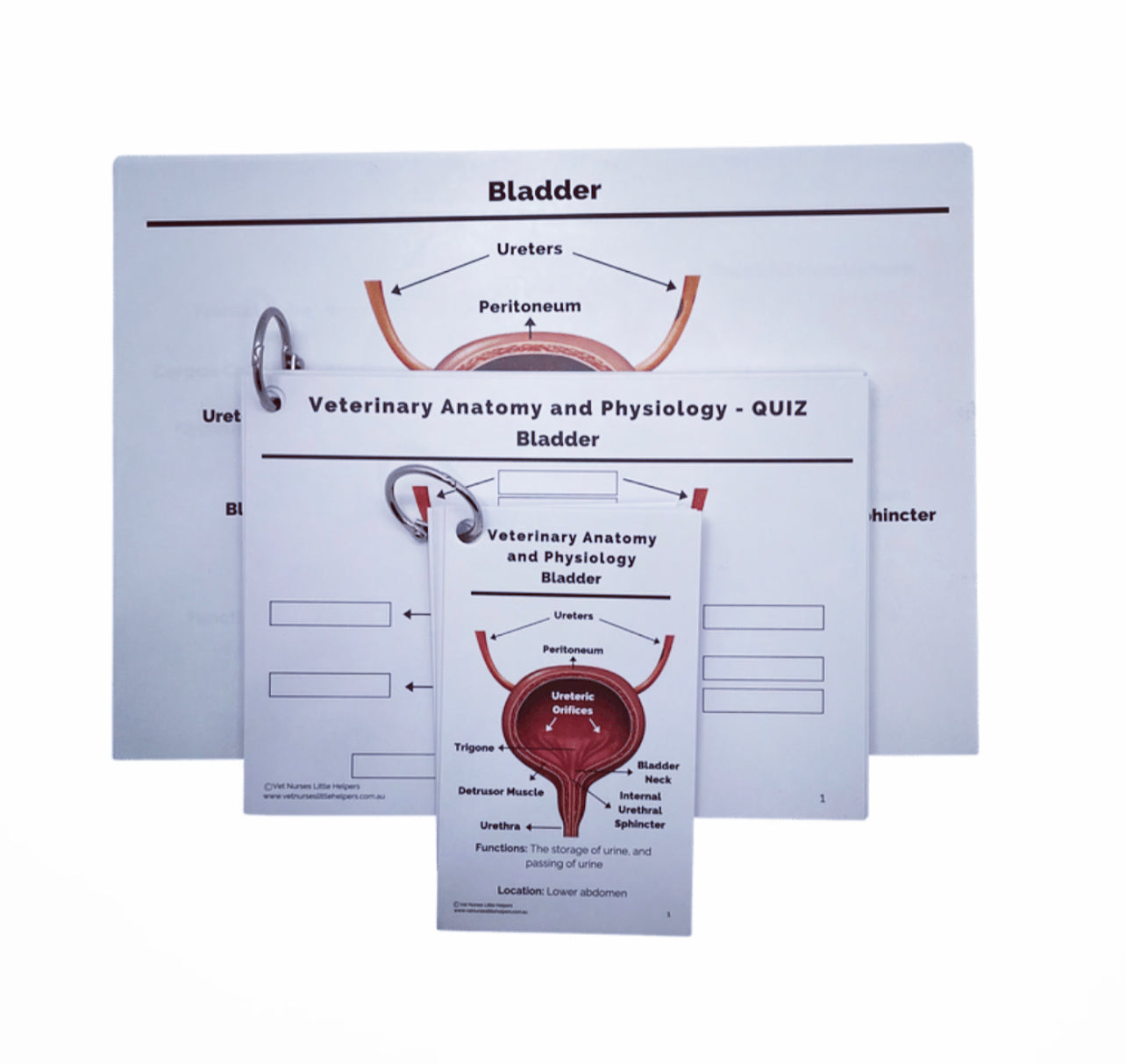 Anatomy and Physiology Bundle - Vet Nurses Little Helpers