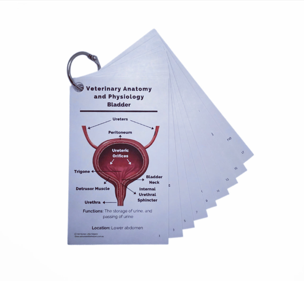 Anatomy and Physiology - Vet Nurses Little Helpers