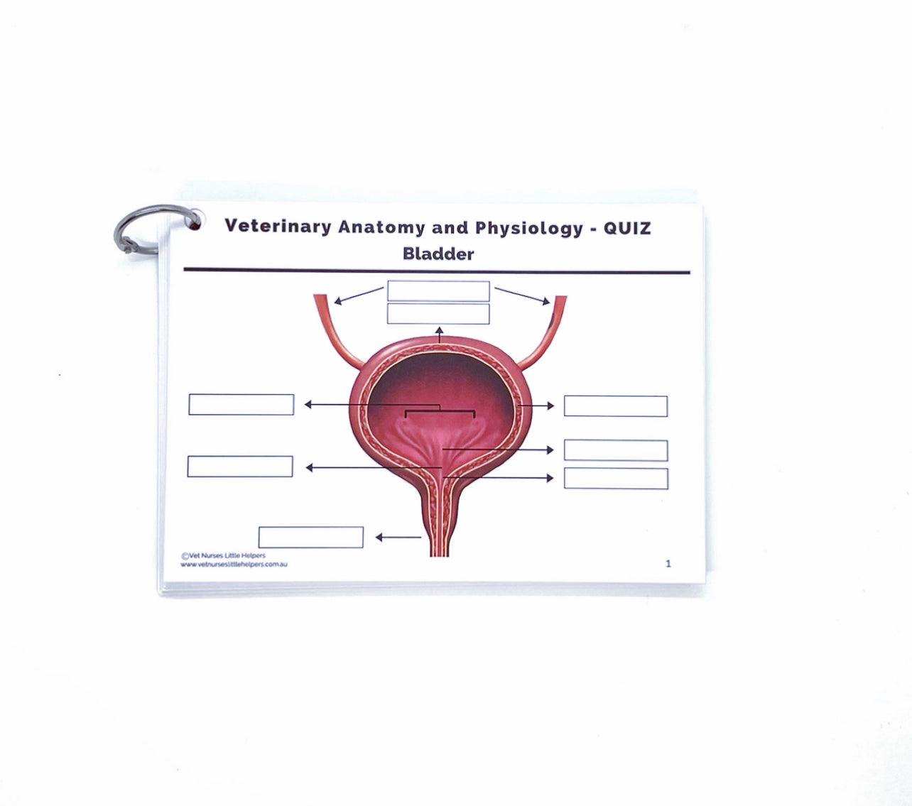 Anatomy and Physiology - Quiz Set - Vet Nurses Little Helpers