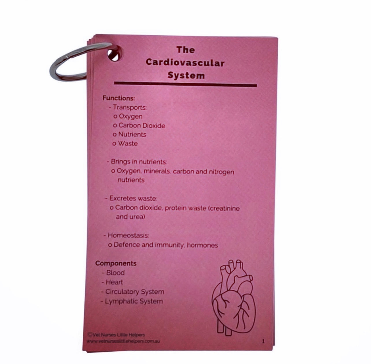 The Cardiovascular System - Vet Nurses Little Helpers