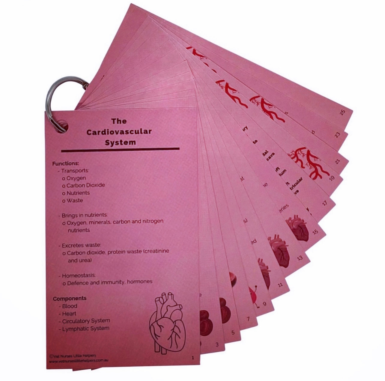 The Cardiovascular System - Vet Nurses Little Helpers