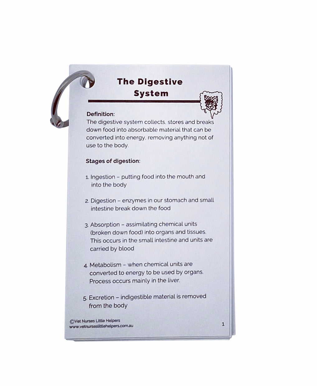 The Digestive System - Vet Nurses Little Helpers