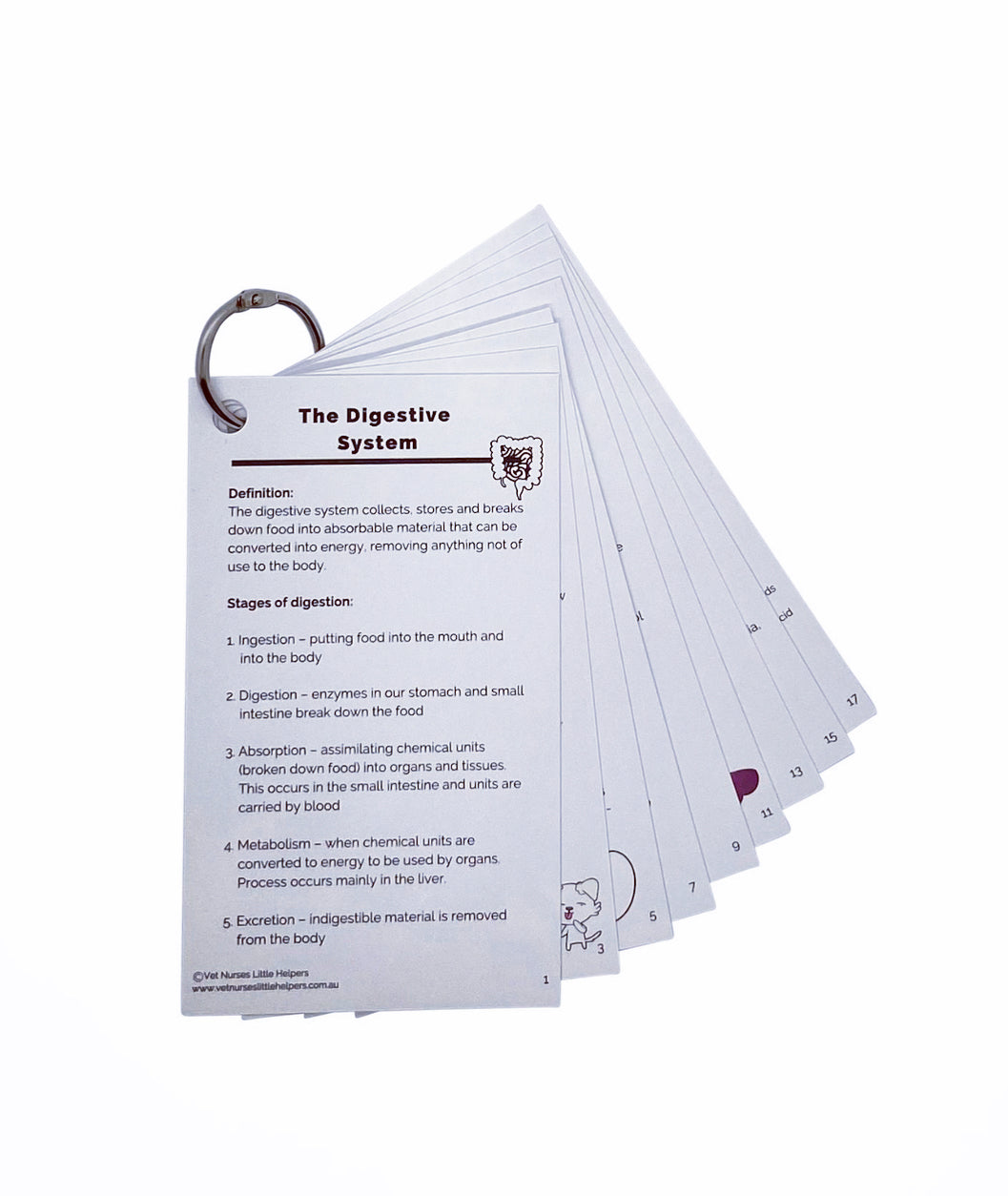 The Digestive System - Vet Nurses Little Helpers