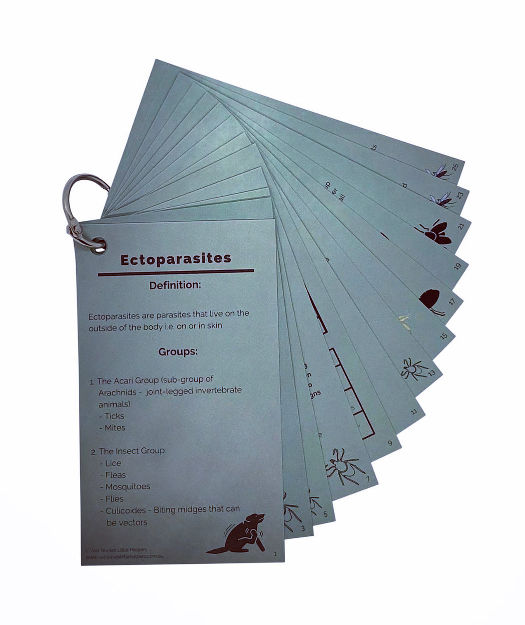 Ectoparasites - Vet Nurses Little Helpers