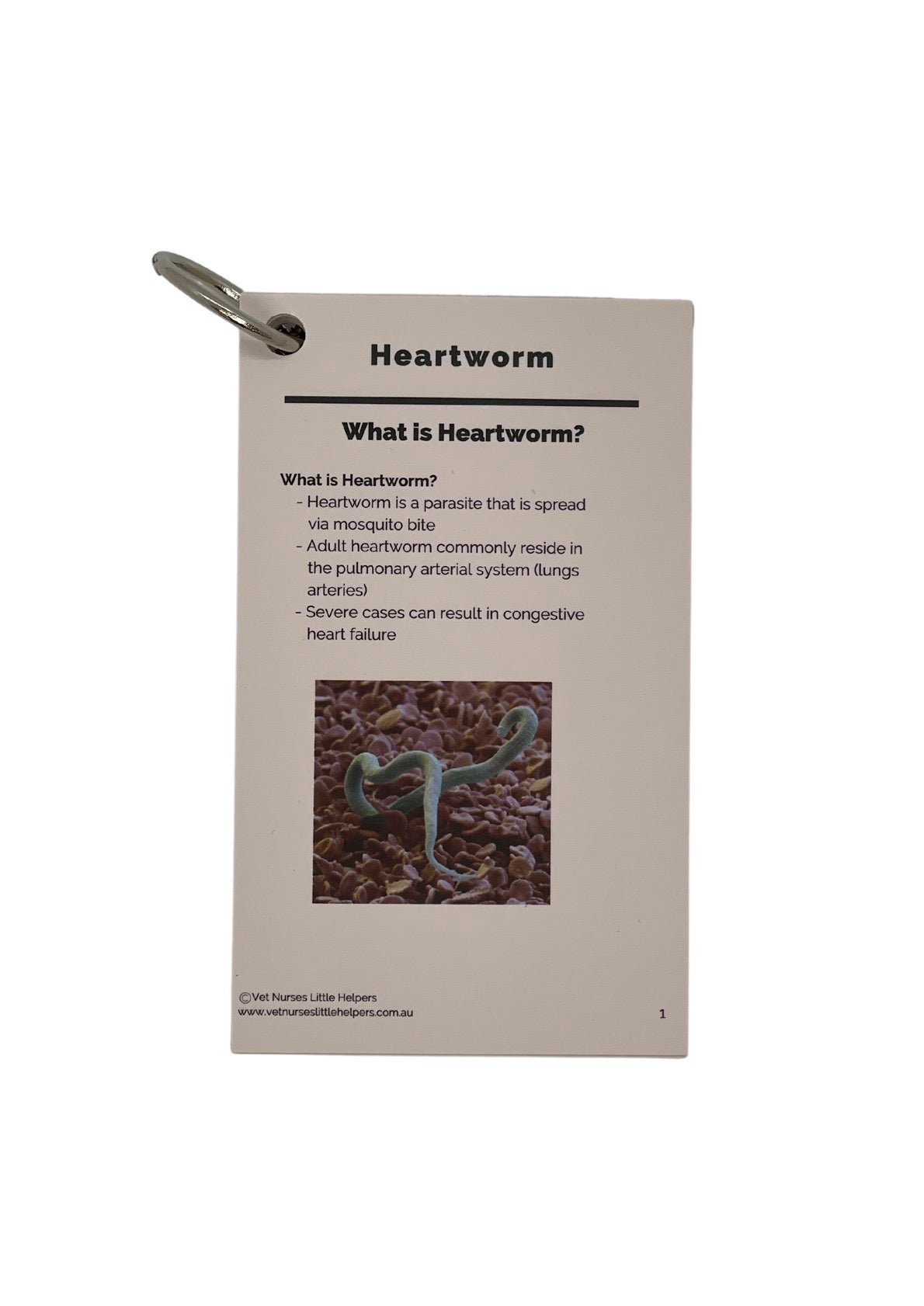 Endoparasites - Vet Nurses Little Helpers