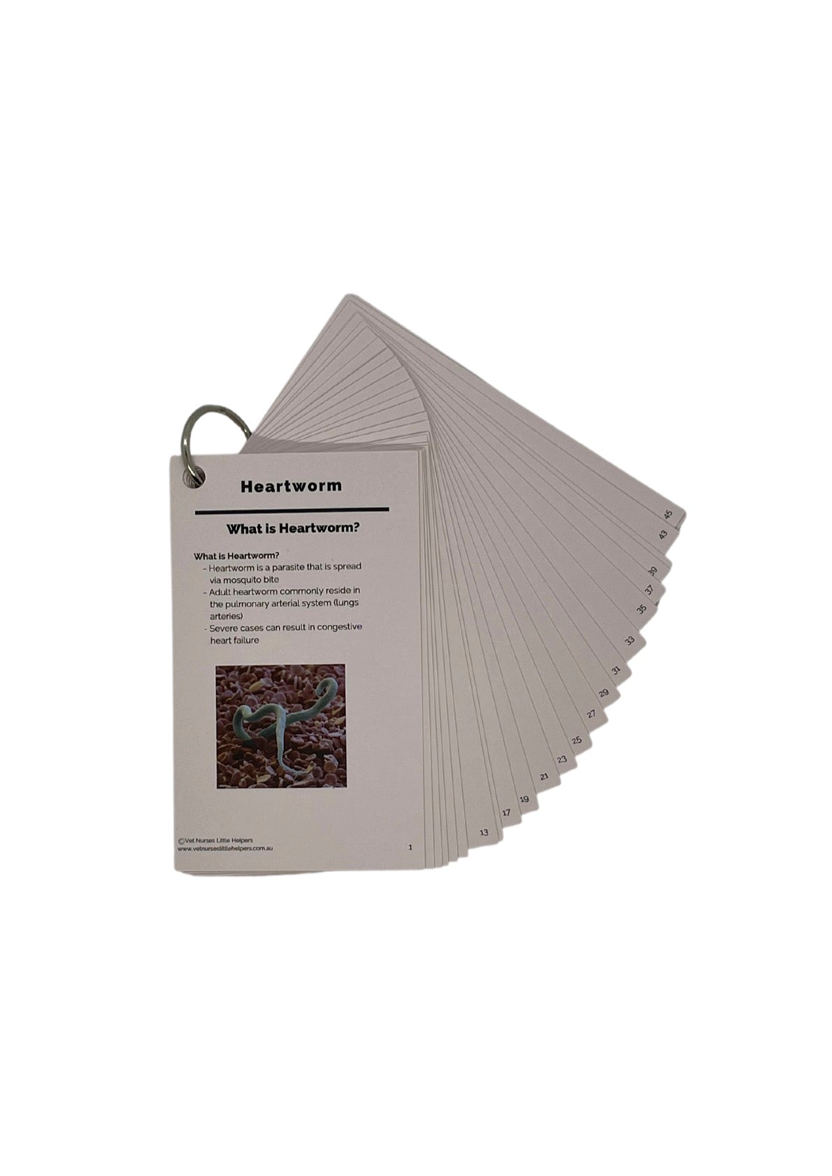 Endoparasites - Vet Nurses Little Helpers