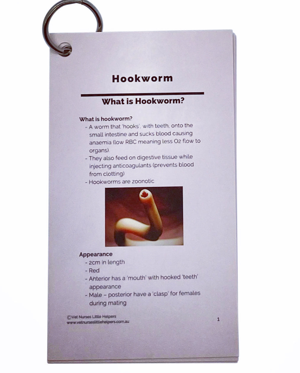 Heartworm - Vet Nurses Little Helpers