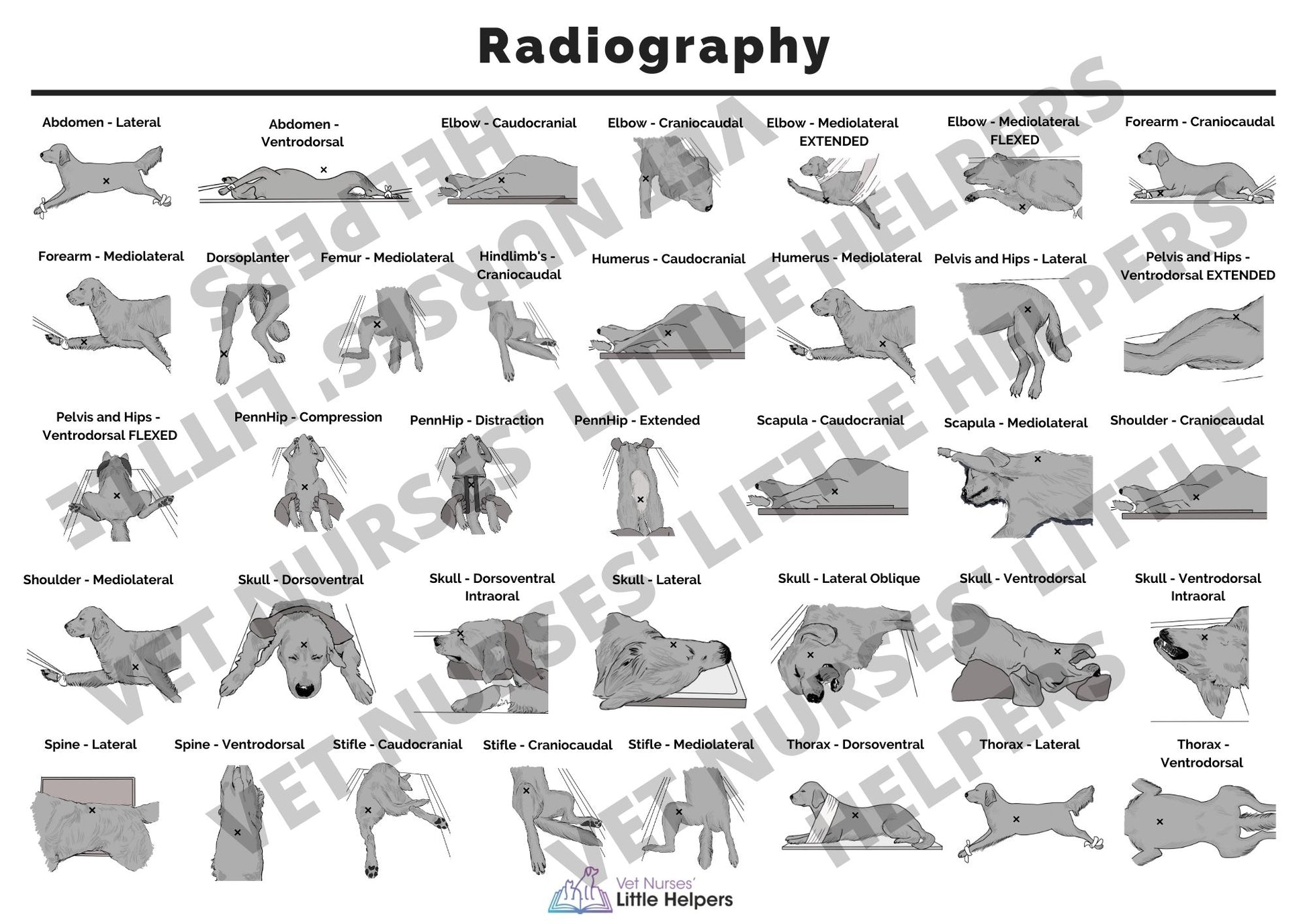 The Radiography Bundle - Vet Nurses Little Helpers