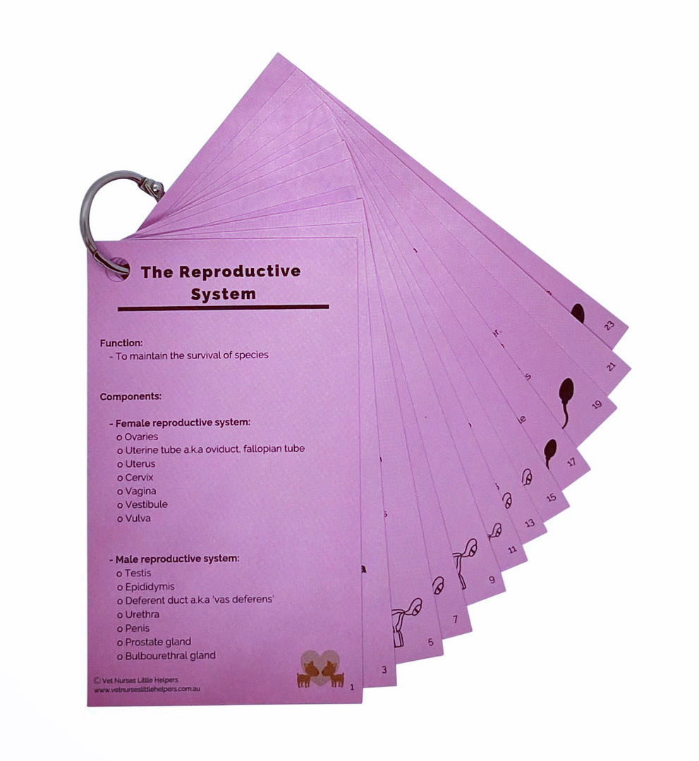 The Reproductive System - Vet Nurses Little Helpers