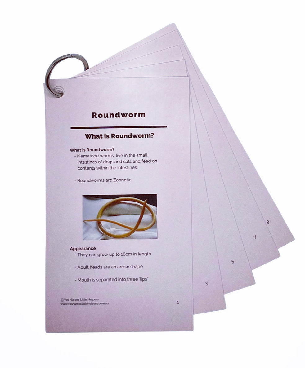 Roundworm - Vet Nurses Little Helpers