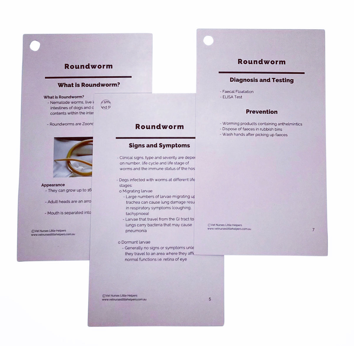 Roundworm - Vet Nurses Little Helpers