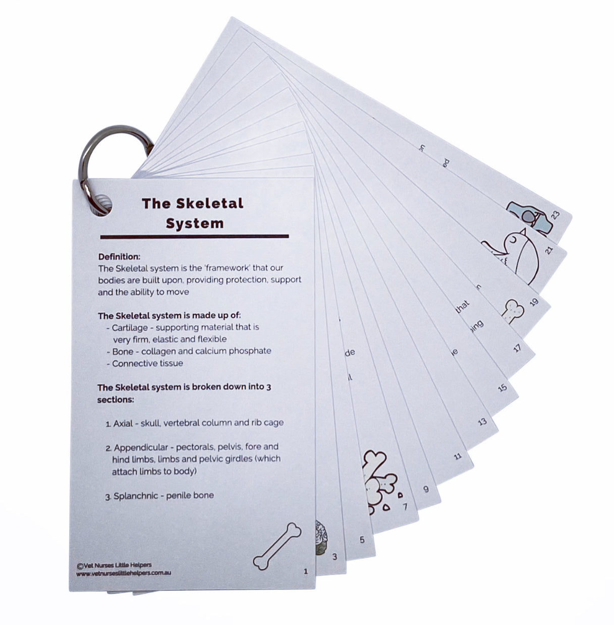 The Skeletal System - Vet Nurses Little Helpers