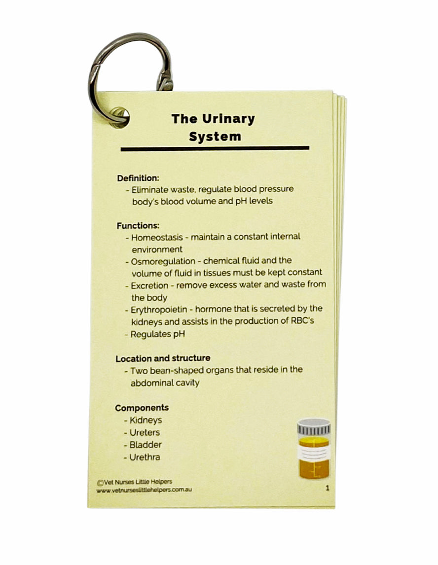 The Urinary System - Vet Nurses Little Helpers