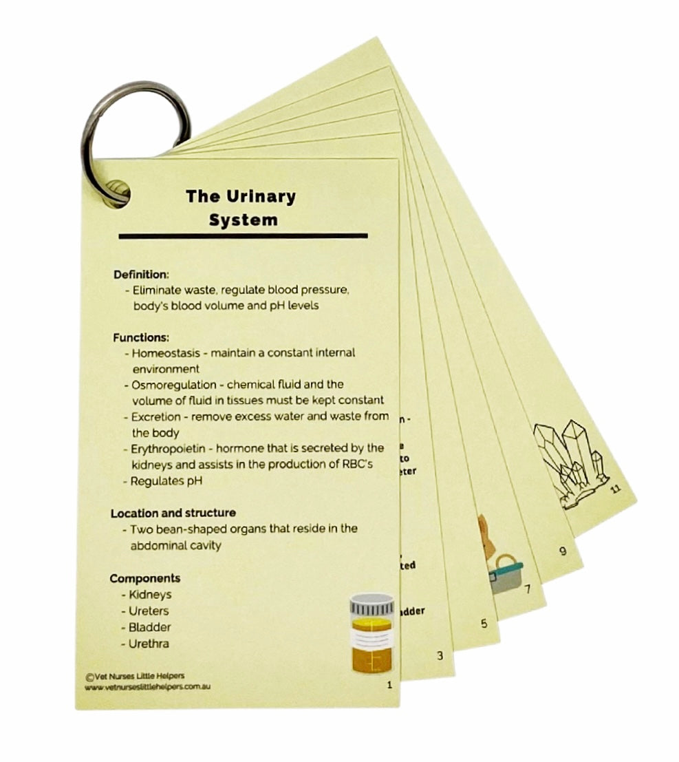 The Urinary System - Vet Nurses Little Helpers