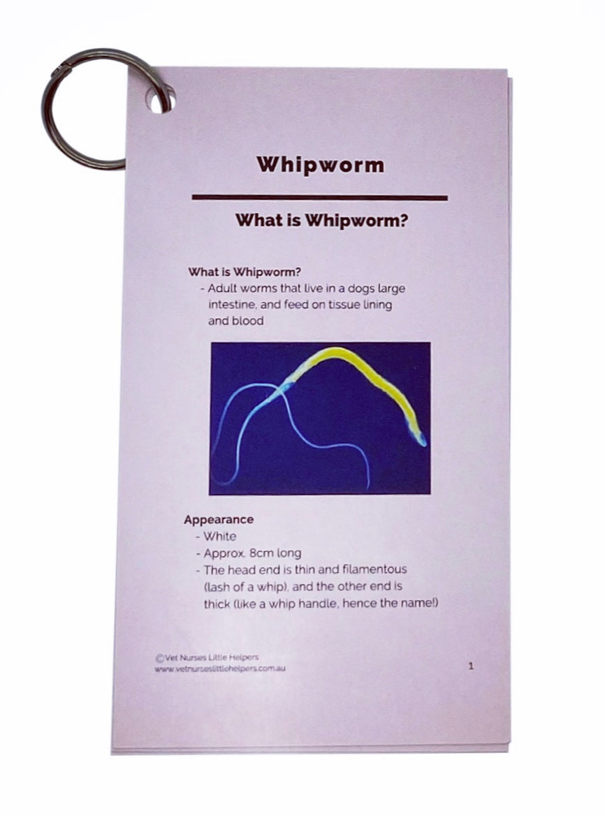 Whipworm - Vet Nurses Little Helpers