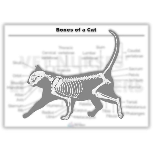 Bones of a Cat Poster - Vet Nurses Little Helpers
