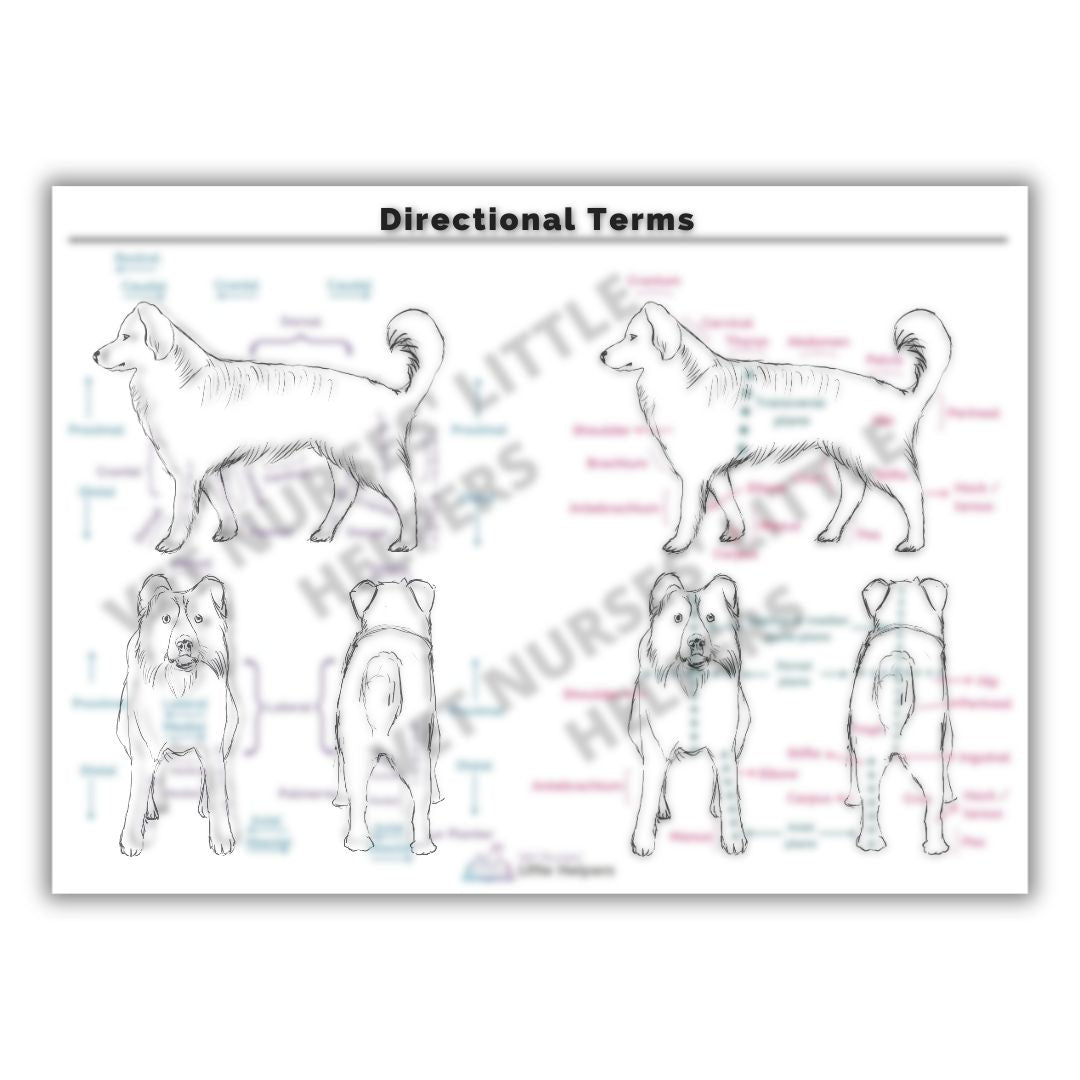 Directional Terms Poster - Digital Version - Vet Nurses Little Helpers