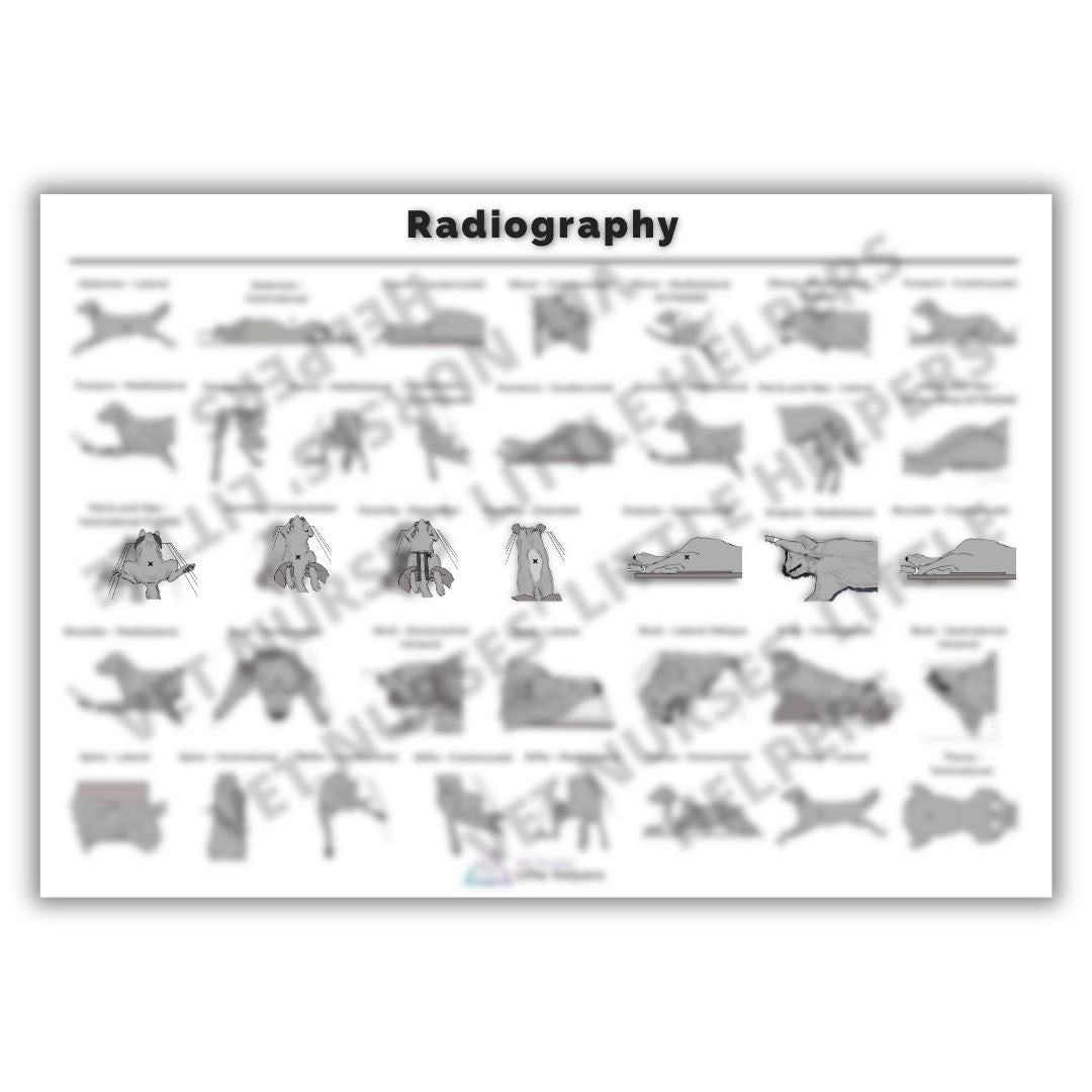 Rt Radiographic Reference Chart Radiography Poster - Digital Version – Vet Nurses Little Helpers