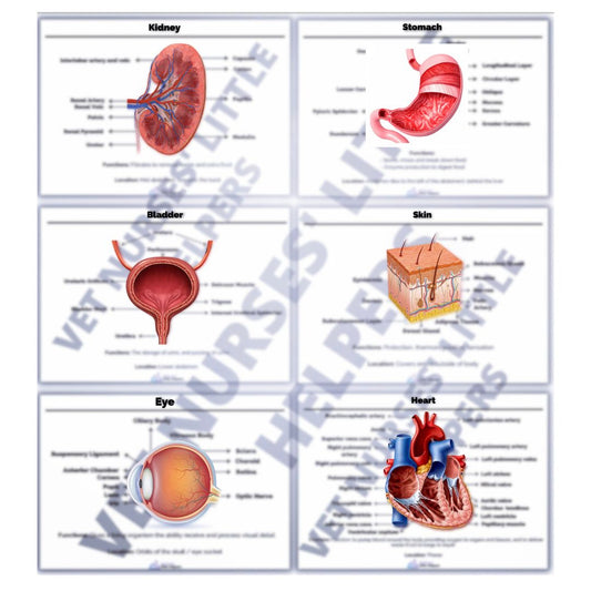 Anatomy and Physiology Poster Bundle - Digital Version - Vet Nurses Little Helpers