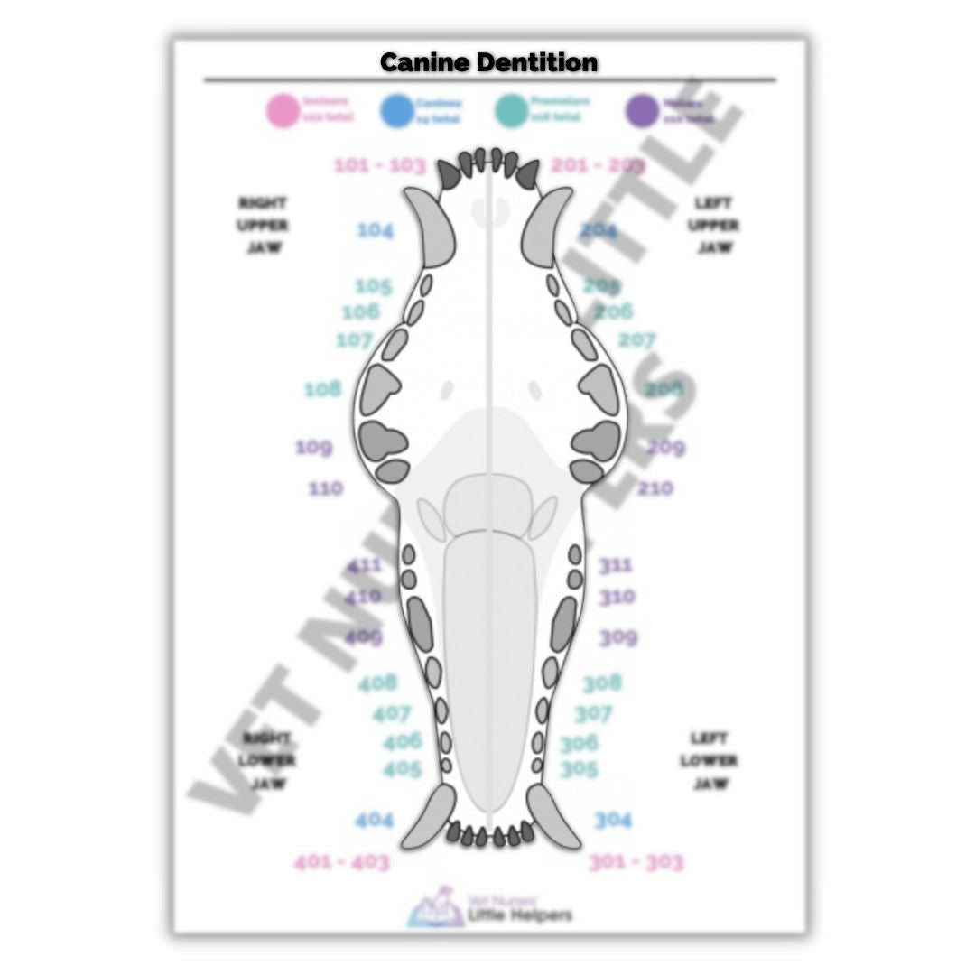Canine Dentition Poster