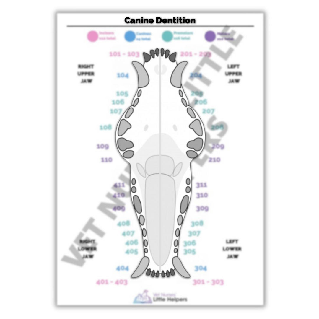 Canine Dentition Poster - Digital Version - Vet Nurses Little Helpers