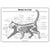 Bones of a Cat Poster - Digital Version
