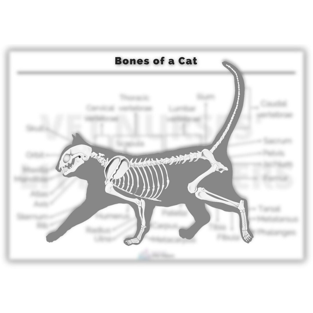The Skeletal Posters Bundle - Digital Version – Vet Nurses Little Helpers