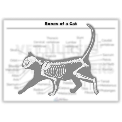 The Skeletal Posters Bundle - Digital Version - Vet Nurses Little Helpers