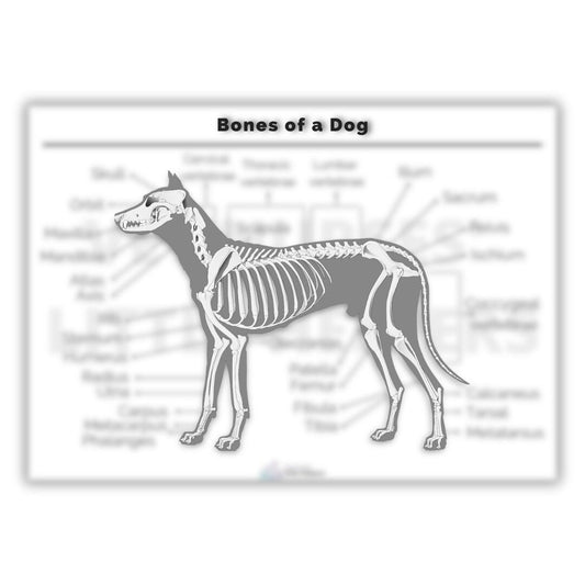 Bones of a Dog Poster - Vet Nurses Little Helpers