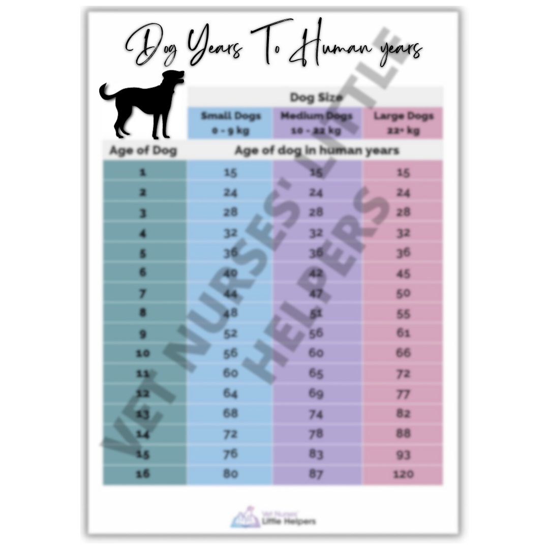 Canine Age Poster- Digital Version - Vet Nurses Little Helpers