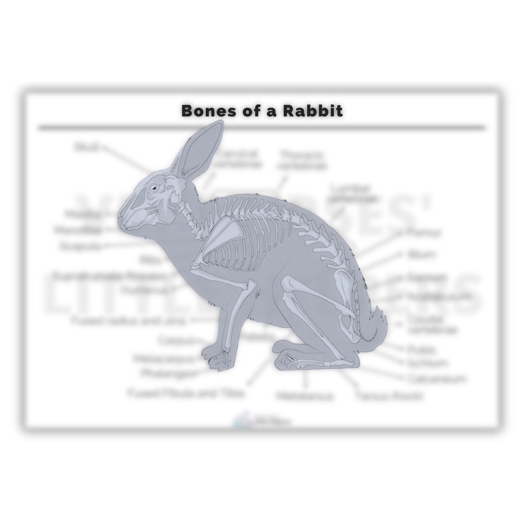 Bones of a Rabbit Poster - Digital Version – Vet Nurses Little Helpers