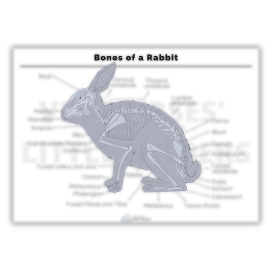 Bones of a Rabbit Poster - Digital Version - Vet Nurses Little Helpers