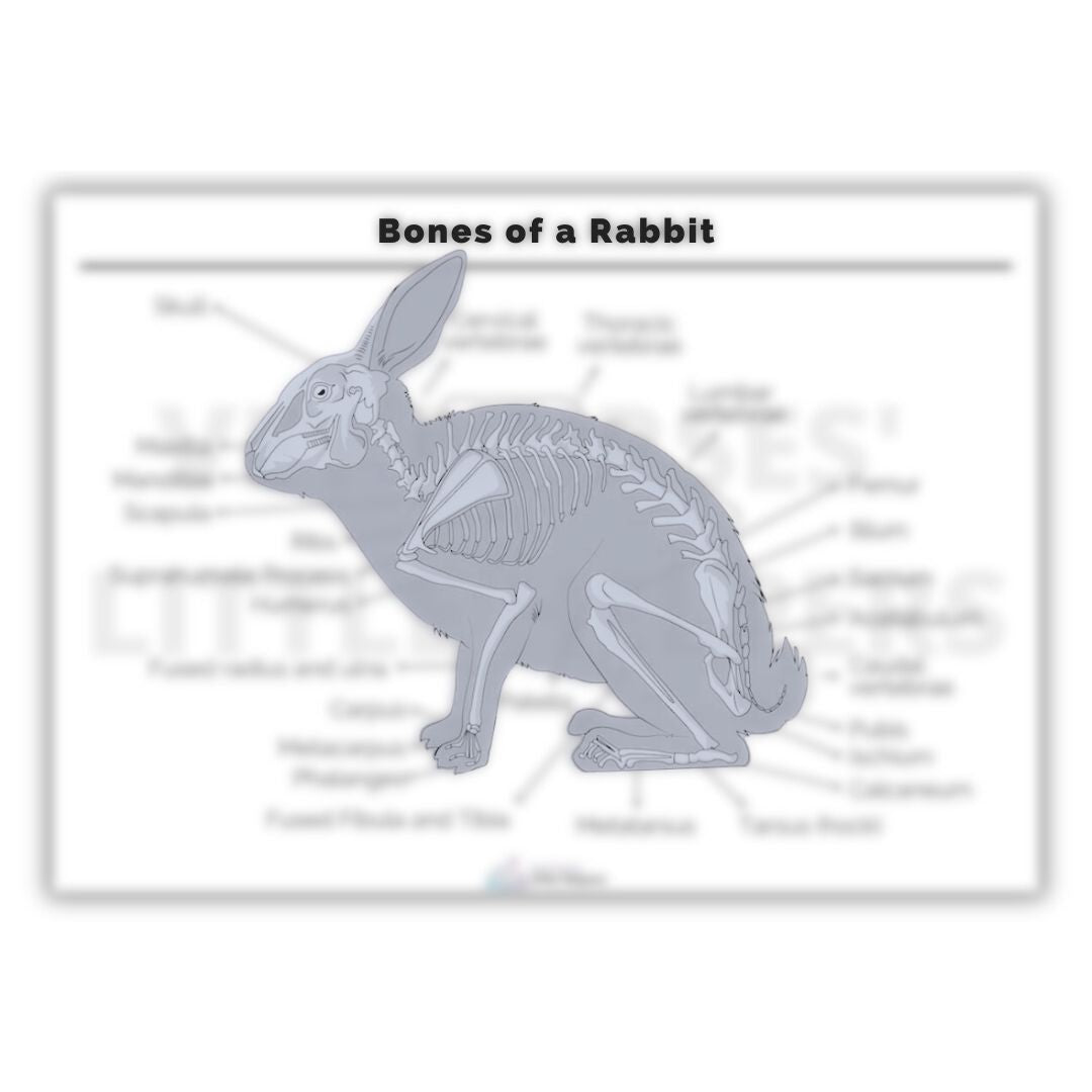 Bones of a Rabbit Poster - Digital Version