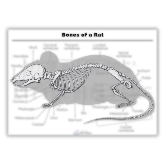 Bones of a Rat Poster - Vet Nurses Little Helpers