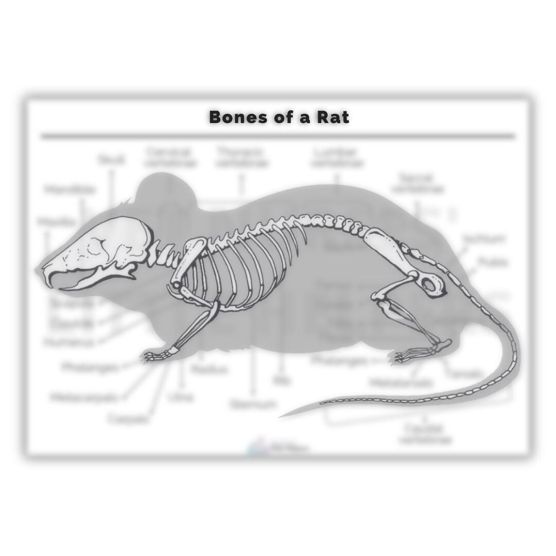 Bones of a Rat Poster - Digital Version – Vet Nurses Little Helpers