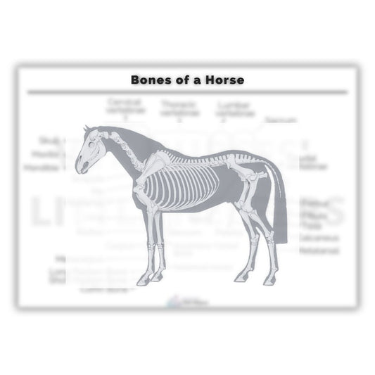 Bones of a Horse Poster - Vet Nurses Little Helpers