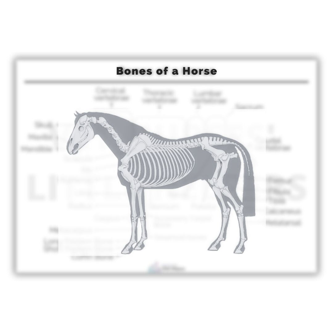 Bones of a Horse Poster
