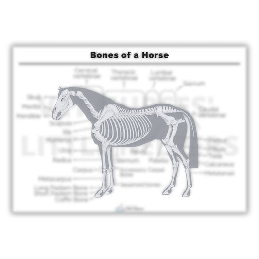Bones of a Horse Poster - Digital Version - Vet Nurses Little Helpers