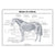 Bones of a Horse Poster - Digital Version