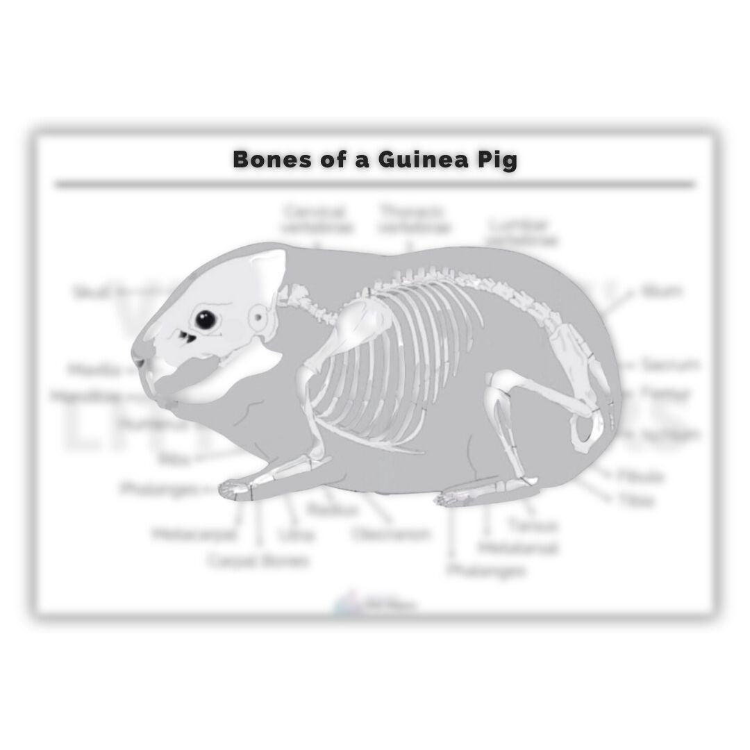 Bones of a Guinea Pig Poster - Vet Nurses Little Helpers