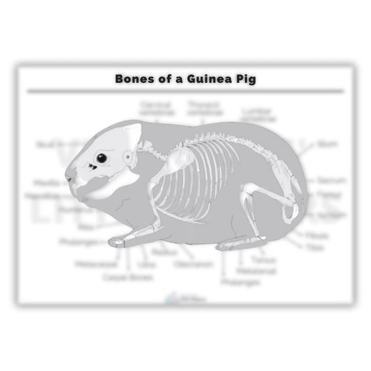 Bones of a Guinea Pig Poster - Vet Nurses Little Helpers