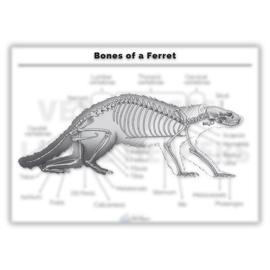 Bones of a Ferret Poster - Digital Version - Vet Nurses Little Helpers