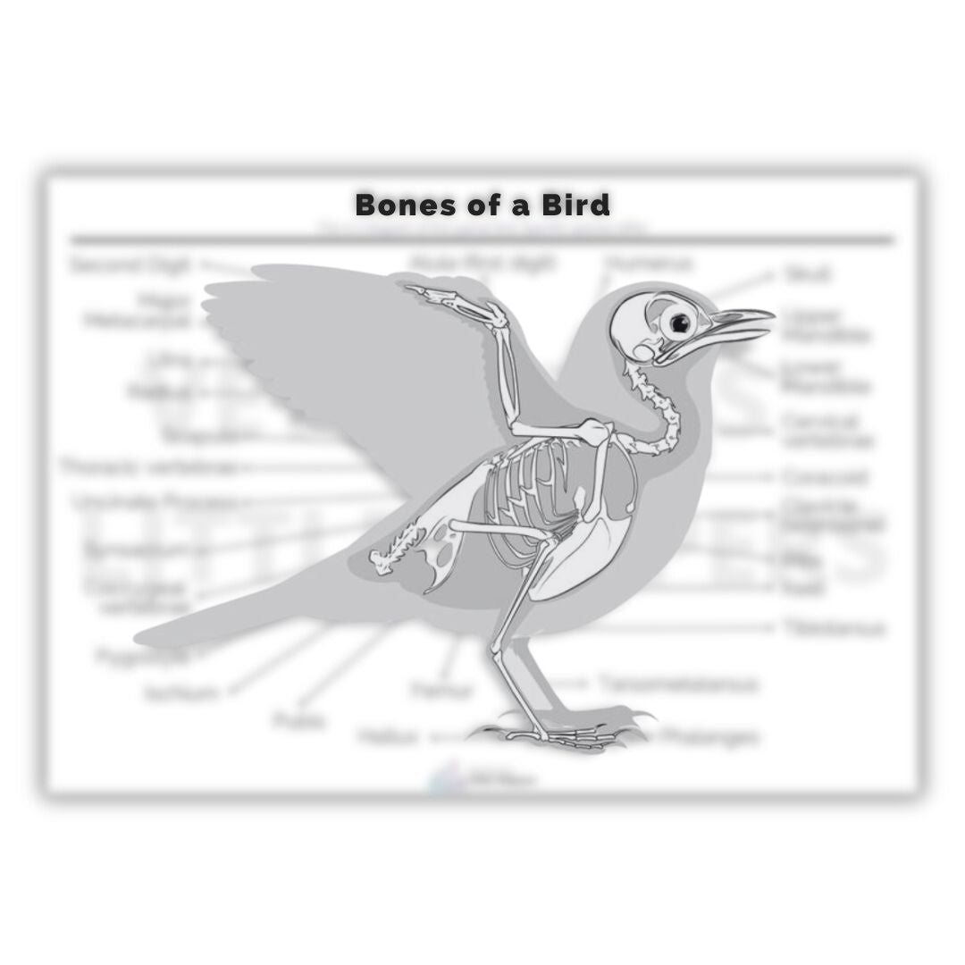 Bones of a Bird Poster