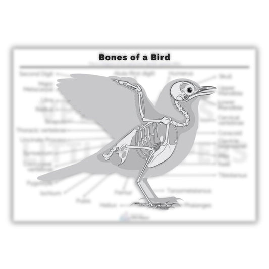 Bones of a Bird Poster - Digital Version - Vet Nurses Little Helpers